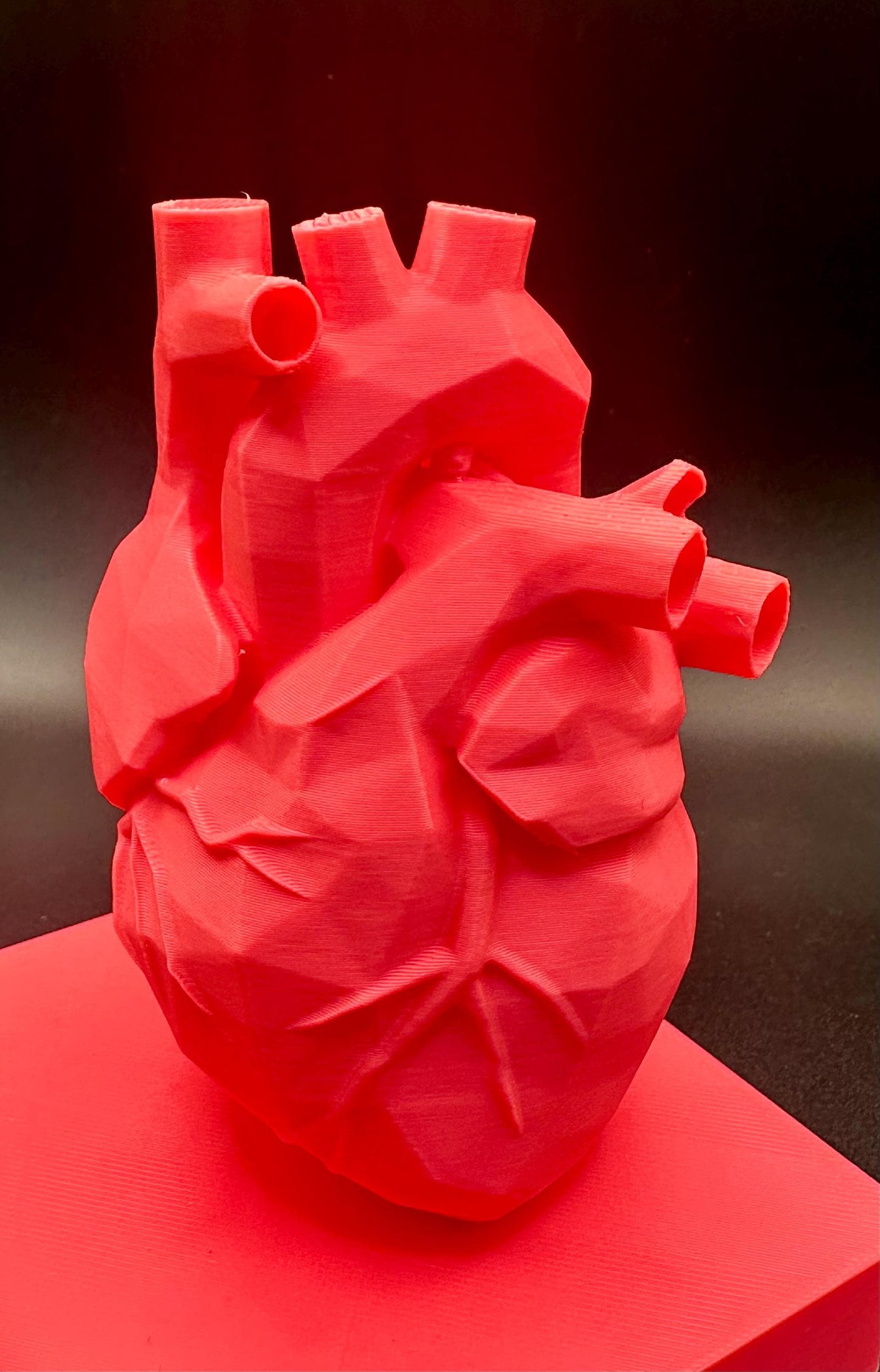 You Are My Heartbeat – Valentine’s Day 3D Anatomical Heart Display